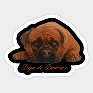 Dogue de Bordeaux Sticker